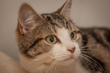 Güzel, yaramaz, zeki bir kedi kameraya bakıyor..