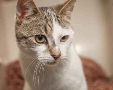 Güzel, yaramaz, zeki bir kedi kameraya bakıyor..