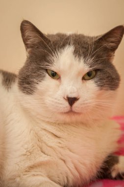 Güzel, yaramaz, zeki bir kedi kameraya bakıyor..