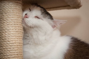 Güzel, yaramaz, zeki bir kedi kameraya bakıyor..