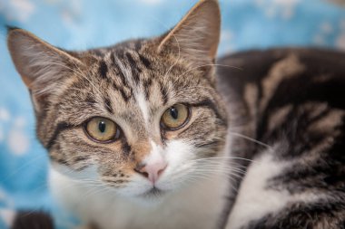 Güzel, yaramaz, zeki bir kedi kameraya bakıyor..