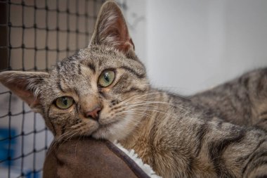 Güzel, yaramaz, zeki bir kedi kameraya bakıyor..