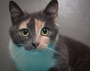 Güzel, yaramaz, zeki bir kedi kameraya bakıyor..