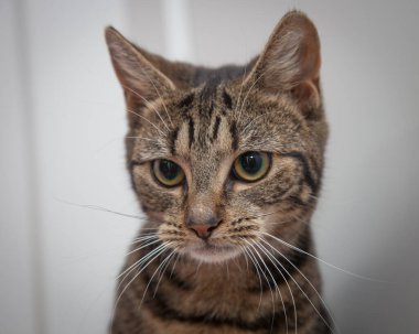 Güzel, yaramaz, zeki bir kedi kameraya bakıyor..