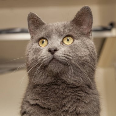 Güzel, yaramaz, zeki bir kedi kameraya bakıyor..