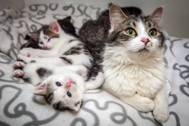 Güzel, yaramaz, zeki bir kedi kameraya bakıyor..