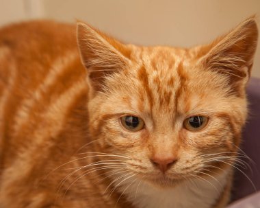 Güzel, yaramaz, zeki bir kedi kameraya bakıyor..