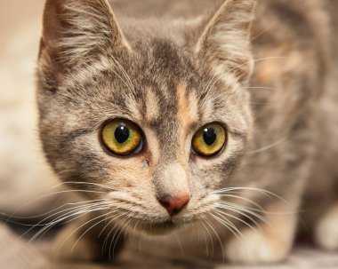 Güzel, yaramaz, zeki bir kedi kameraya bakıyor..