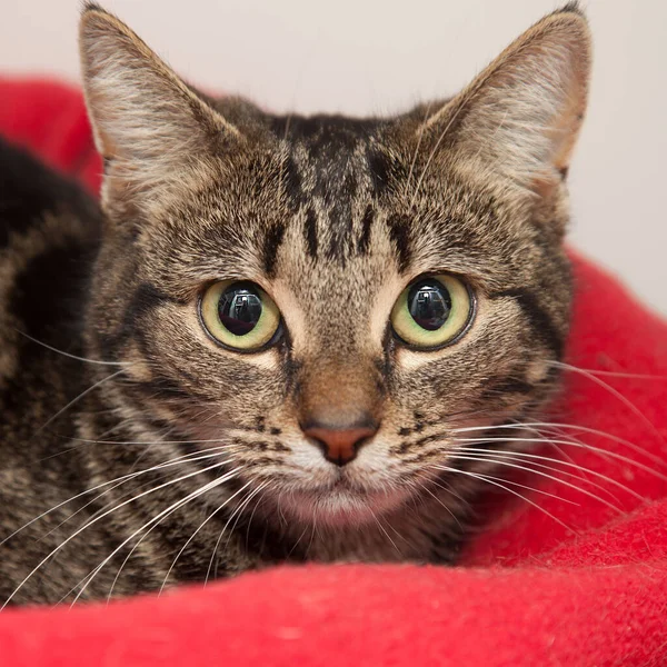 Beautiful Mischievous Intelligent Cat Looking Camera — Stock Photo, Image