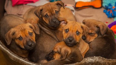 Bir grup şakacı on haftalık pipi kahvaltılarını ve yeni bir sahibi arıyor..