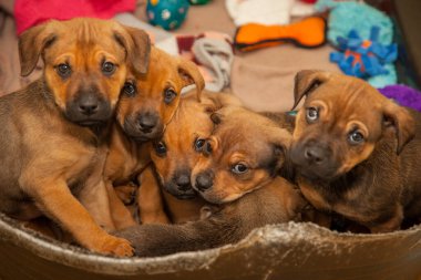 Bir grup şakacı on haftalık pipi kahvaltılarını ve yeni bir sahibi arıyor..