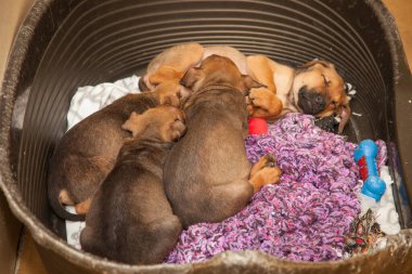Bir grup şakacı on haftalık pipi kahvaltılarını ve yeni bir sahibi arıyor..