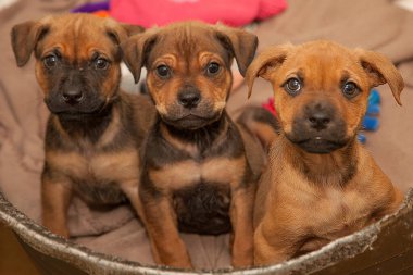 Bir grup şakacı on haftalık pipi kahvaltılarını ve yeni bir sahibi arıyor..