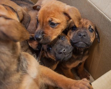 Bir grup şakacı on haftalık pipi kahvaltılarını ve yeni bir sahibi arıyor..