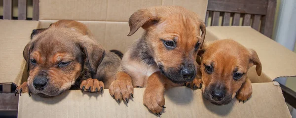 Bunch Playful Ten Week Old Pippies Looking Breakfast New Owner — Stock Photo, Image