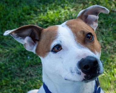 Yürümek ve köpeklerle oynamak çok ödüllendirici bir deneyim olabilir. Bu köpek senin en iyi arkadaşın olmayı çok ister..