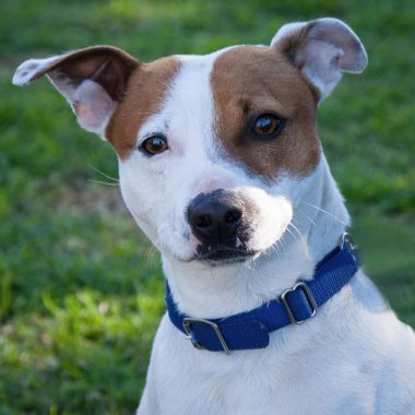Yürümek ve köpeklerle oynamak çok ödüllendirici bir deneyim olabilir. Bu köpek senin en iyi arkadaşın olmayı çok ister..
