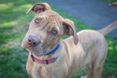 Yürümek ve köpeklerle oynamak çok ödüllendirici bir deneyim olabilir. Bu köpek senin en iyi arkadaşın olmayı çok ister..