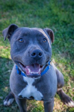 Yürümek ve köpeklerle oynamak çok ödüllendirici bir deneyim olabilir. Bu köpek senin en iyi arkadaşın olmayı çok ister..