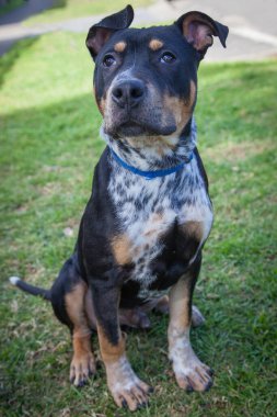 Yürümek ve köpeklerle oynamak çok ödüllendirici bir deneyim olabilir. Bu köpek senin en iyi arkadaşın olmayı çok ister..