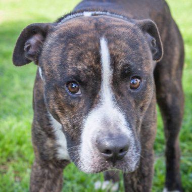 Yürümek ve köpeklerle oynamak çok ödüllendirici bir deneyim olabilir. Bu köpek senin en iyi arkadaşın olmayı çok ister..