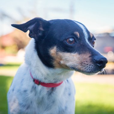 Yürümek ve köpeklerle oynamak çok ödüllendirici bir deneyim olabilir. Bu köpek senin en iyi arkadaşın olmayı çok ister..