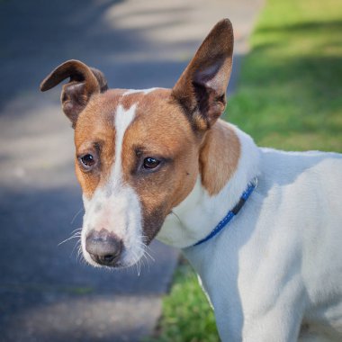 Yürümek ve köpeklerle oynamak çok ödüllendirici bir deneyim olabilir. Bu köpek senin en iyi arkadaşın olmayı çok ister..
