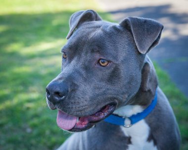 Yürümek ve köpeklerle oynamak çok ödüllendirici bir deneyim olabilir. Bu köpek senin en iyi arkadaşın olmayı çok ister..