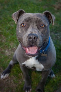 Yürümek ve köpeklerle oynamak çok ödüllendirici bir deneyim olabilir. Bu köpek senin en iyi arkadaşın olmayı çok ister..