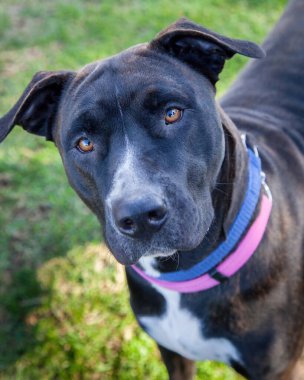 Yürümek ve köpeklerle oynamak çok ödüllendirici bir deneyim olabilir. Bu köpek senin en iyi arkadaşın olmayı çok ister..