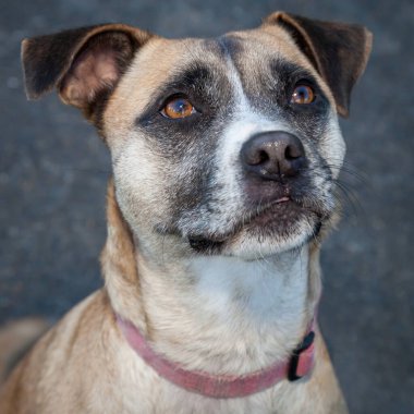 Yürümek ve köpeklerle oynamak çok ödüllendirici bir deneyim olabilir. Bu köpek senin en iyi arkadaşın olmayı çok ister..