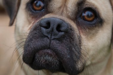 Yürümek ve köpeklerle oynamak çok ödüllendirici bir deneyim olabilir. Bu köpek senin en iyi arkadaşın olmayı çok ister..