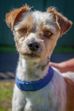 Yürümek ve köpeklerle oynamak çok ödüllendirici bir deneyim olabilir. Bu köpek senin en iyi arkadaşın olmayı çok ister..