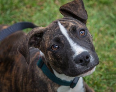 Yürümek ve köpeklerle oynamak çok ödüllendirici bir deneyim olabilir. Bu köpek senin en iyi arkadaşın olmayı çok ister..