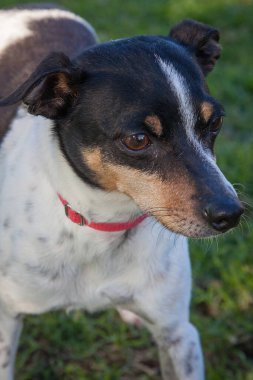 Yürümek ve köpeklerle oynamak çok ödüllendirici bir deneyim olabilir. Bu köpek senin en iyi arkadaşın olmayı çok ister..
