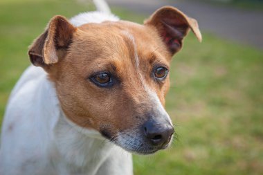 Yürümek ve köpeklerle oynamak çok ödüllendirici bir deneyim olabilir. Bu köpek senin en iyi arkadaşın olmayı çok ister..