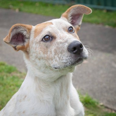 Yürümek ve köpeklerle oynamak çok ödüllendirici bir deneyim olabilir. Bu köpek senin en iyi arkadaşın olmayı çok ister..