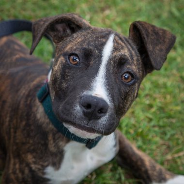 Yürümek ve köpeklerle oynamak çok ödüllendirici bir deneyim olabilir. Bu köpek senin en iyi arkadaşın olmayı çok ister..