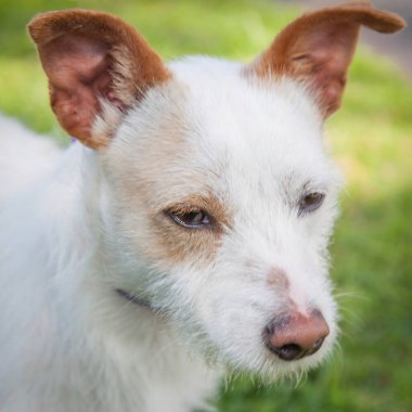 Yürümek ve köpeklerle oynamak çok ödüllendirici bir deneyim olabilir. Bu köpek senin en iyi arkadaşın olmayı çok ister..