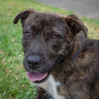 Yürümek ve köpeklerle oynamak çok ödüllendirici bir deneyim olabilir. Bu köpek senin en iyi arkadaşın olmayı çok ister..