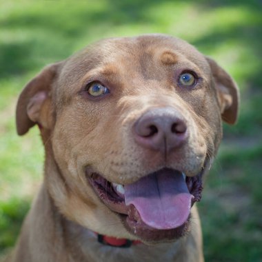 Yürümek ve köpeklerle oynamak çok ödüllendirici bir deneyim olabilir. Bu köpek senin en iyi arkadaşın olmayı çok ister..