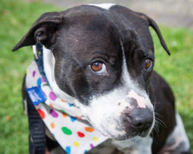 Yürümek ve köpeklerle oynamak çok ödüllendirici bir deneyim olabilir. Bu köpek senin en iyi arkadaşın olmayı çok ister..