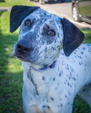 Yürümek ve köpeklerle oynamak çok ödüllendirici bir deneyim olabilir. Bu köpek senin en iyi arkadaşın olmayı çok ister..