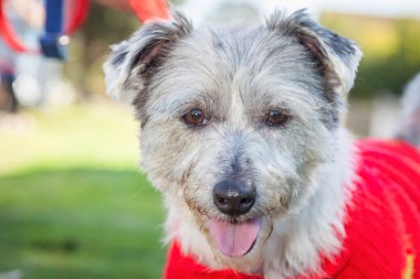 Yürümek ve köpeklerle oynamak çok ödüllendirici bir deneyim olabilir. Bu köpek senin en iyi arkadaşın olmayı çok ister..