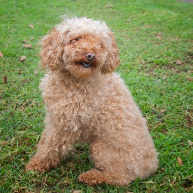 Yürümek ve köpeklerle oynamak çok ödüllendirici bir deneyim olabilir. Bu köpek senin en iyi arkadaşın olmayı çok ister..
