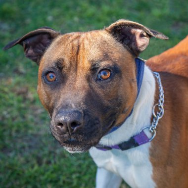 Yürümek ve köpeklerle oynamak çok ödüllendirici bir deneyim olabilir. Bu köpek senin en iyi arkadaşın olmayı çok ister..
