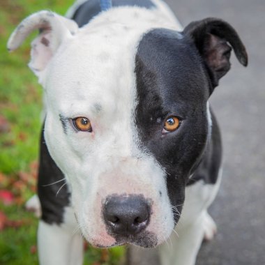 Yürümek ve köpeklerle oynamak çok ödüllendirici bir deneyim olabilir. Bu köpek senin en iyi arkadaşın olmayı çok ister..
