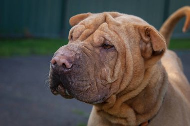 Yürümek ve köpeklerle oynamak çok ödüllendirici bir deneyim olabilir. Bu köpek senin en iyi arkadaşın olmayı çok ister..