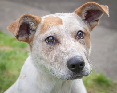 Yürümek ve köpeklerle oynamak çok ödüllendirici bir deneyim olabilir. Bu köpek senin en iyi arkadaşın olmayı çok ister..