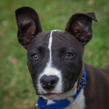 Yürümek ve köpeklerle oynamak çok ödüllendirici bir deneyim olabilir. Bu köpek senin en iyi arkadaşın olmayı çok ister..